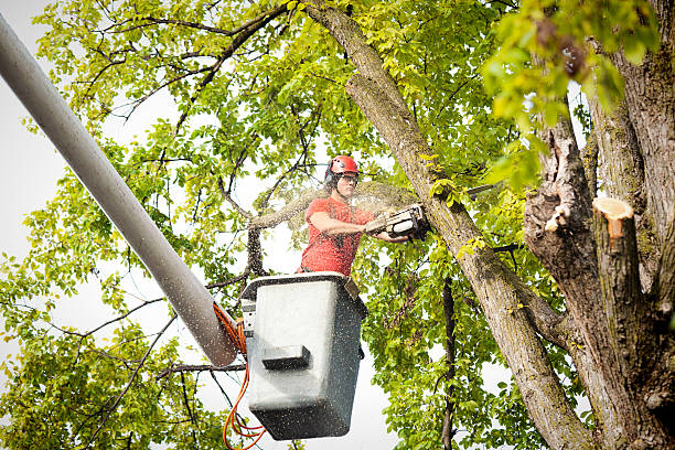 How Our Tree Care Process Works  in  Spring Hill, TN